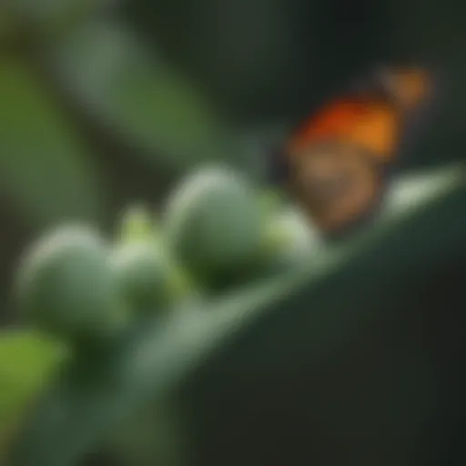 Monarch Butterfly Eggs on Milkweed Leaf