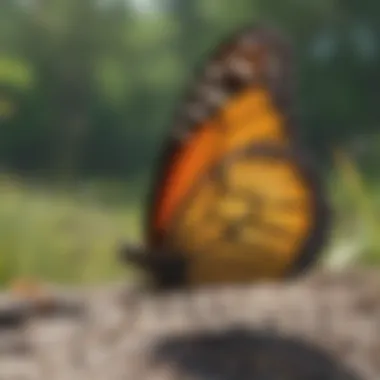 In-depth Habitat Analysis of Monarch Butterflies Monarch Butterfly Habitat Analysis