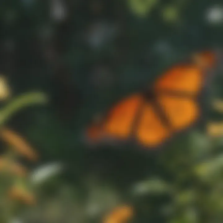 A vibrant monarch butterfly in flight over a garden