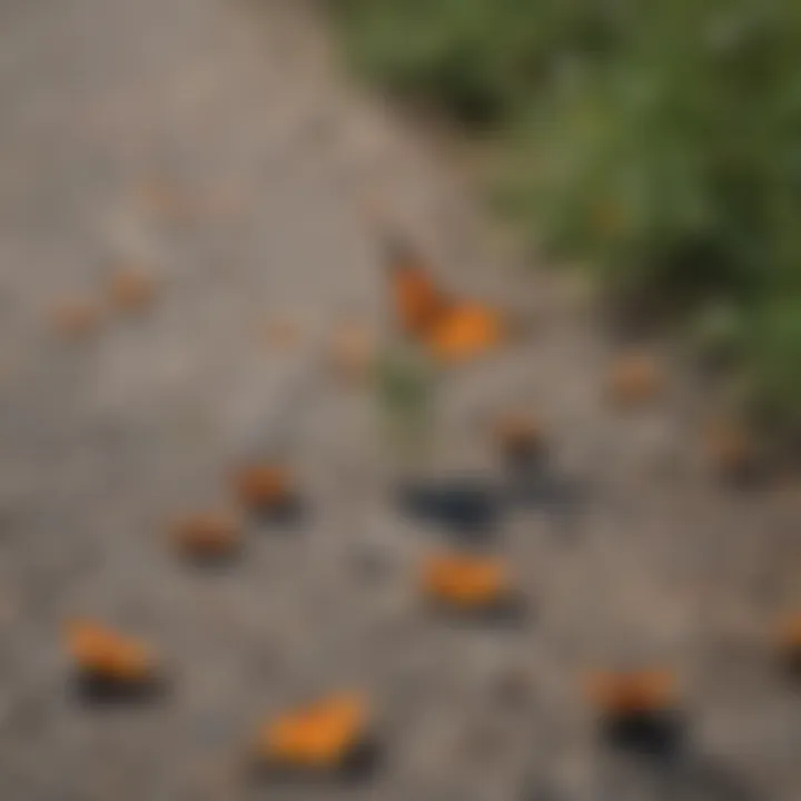 A map showcasing the migration route of the monarch butterfly