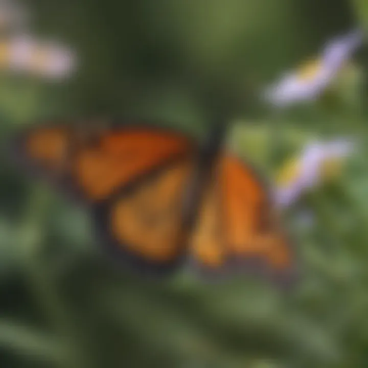 Monarch Butterfly Resting on Wildflower