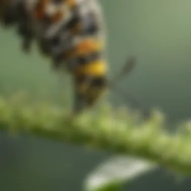 Monarch Caterpillar Eating Milkweed