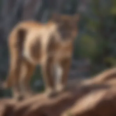 Mountain lion in different regional habitats