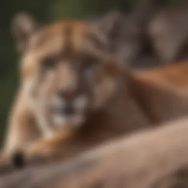 Mountain lion resting on a rocky ledge