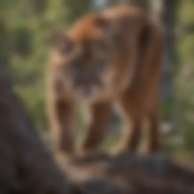Mountain lion stealthily stalking its prey