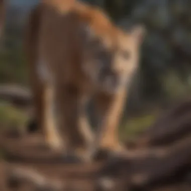 Mountain Lion Displaying Stealthy Hunting Stance