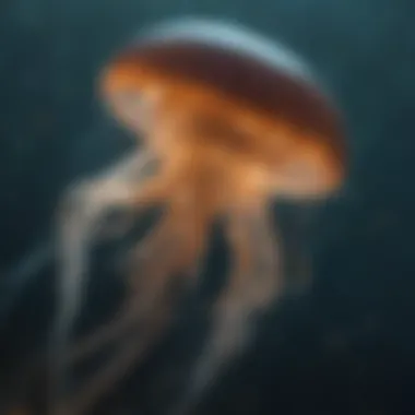 The Enigmatic Nature of Jellyfish Mystical Jellyfish Enigma
