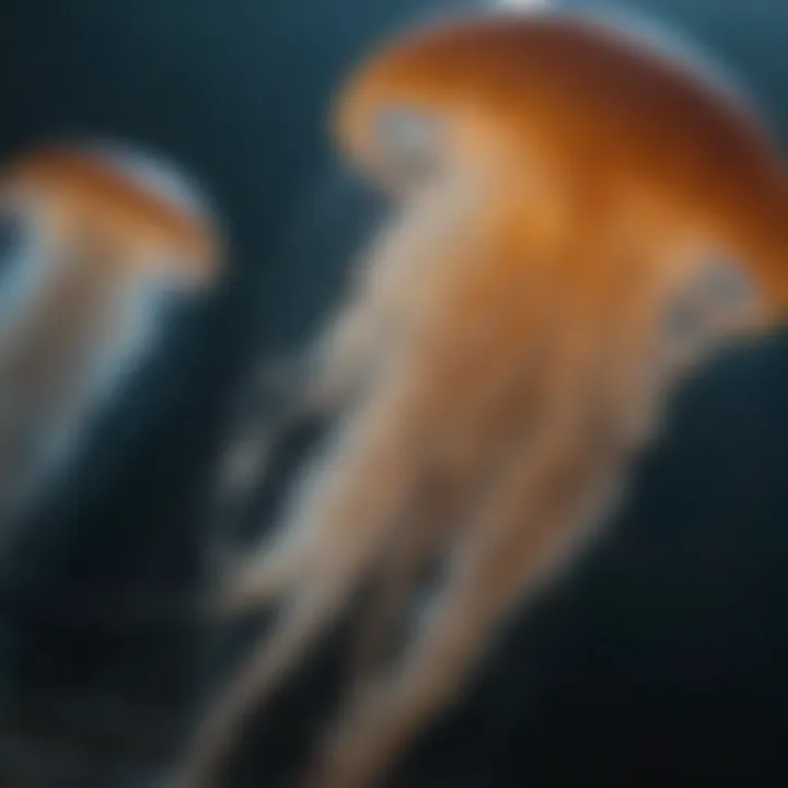 Mystifying Jellyfish Species