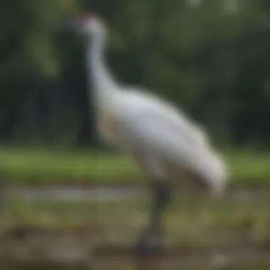 Whooping Crane in Natural Habitat