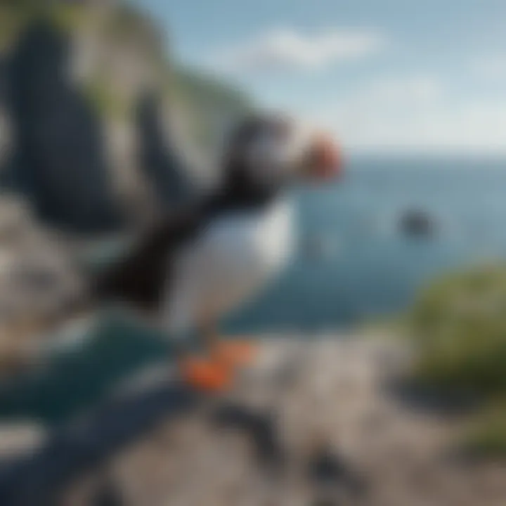 A playful puffin perched on a rocky coastal cliff, overlooking the sea.