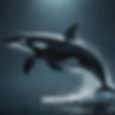 Powerful Orca in Pursuit of Prey Orca Hunting Prey in Deep Blue Sea