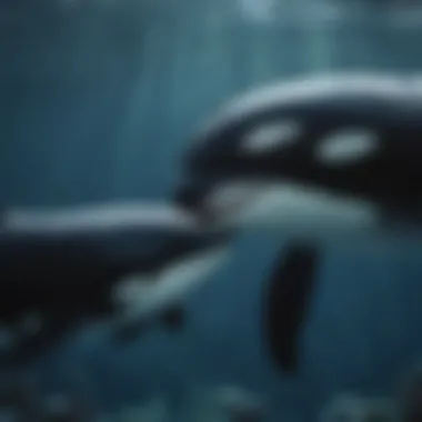 Tender Moment Between Orca Mother and Calf Orca Mother Caring for her Calf