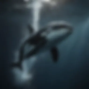 Orca swimming gracefully underwater