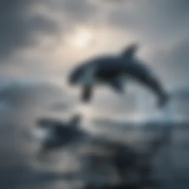 Orca Whale in Pursuit of a Seal