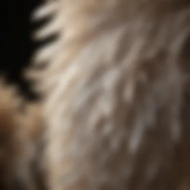 Close-up of ostrich feathers in sunlight