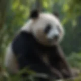 A giant panda relaxing in a lush bamboo forest