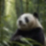 A giant panda in its natural habitat, surrounded by lush bamboo forests.