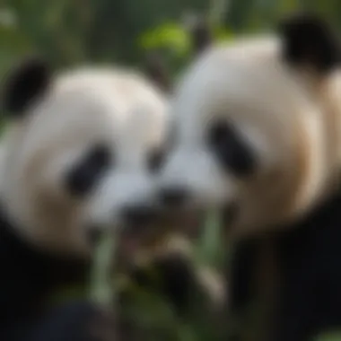 Close-up of a giant panda eating bamboo