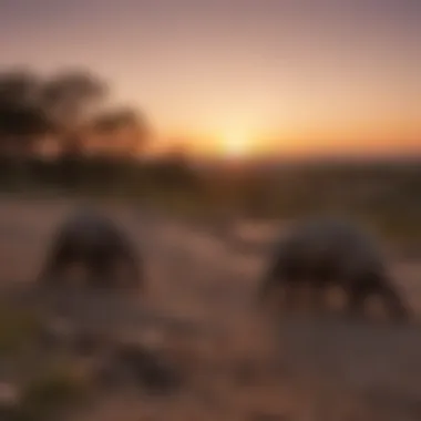 Enigmatic Pangolin Silhouette Against Sunset Sky