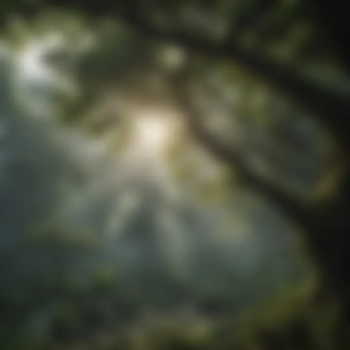 Panoramic view of lush rainforest canopy