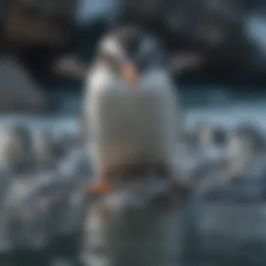 Penguin Feasting on a School of Fish