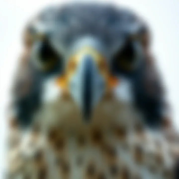 Close-up of a peregrine falcon's striking features