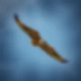 Peregrine Falcon in flight showcasing its speed and agility