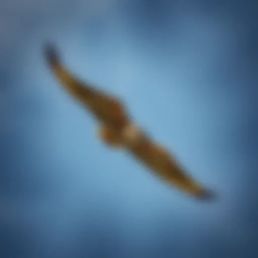 Peregrine Falcon in flight showcasing its speed and agility