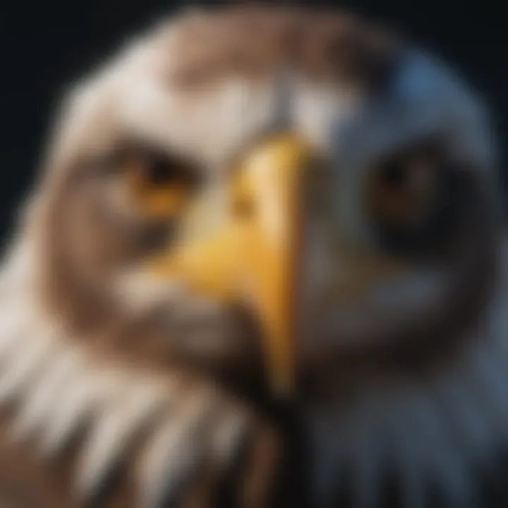 Close-up of Eagle's Piercing Eyes