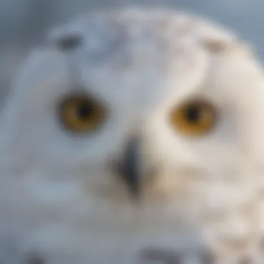 Close-up of the piercing yellow eyes of a snowy owl