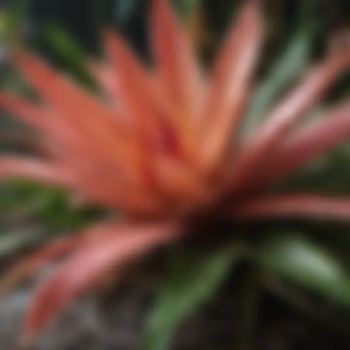 Close-up of a unique bromeliad with water accumulation