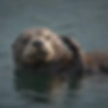 Playful Sea Otter Floating on Its Back