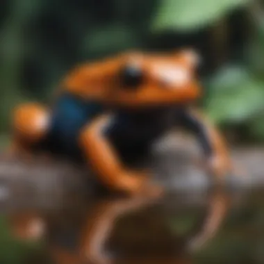 Toxic Secrets of Poison Frogs Poison Frog Secretions Analysis in Lab