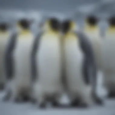 Emperor penguin huddling for warmth