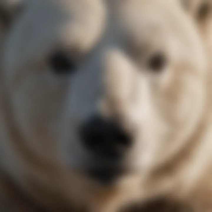 Polar Bear Showing Brown Fur Variation