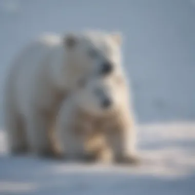 Polar bear cubs playing in the snowy landscape