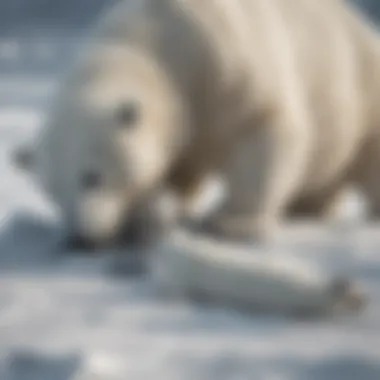 Polar bear dragging a captured seal across the icy terrain