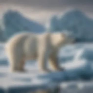 Polar Bear Engaged in Hunting Behavior on Frozen Seas Polar Bear Hunting Seal on Ice Floe