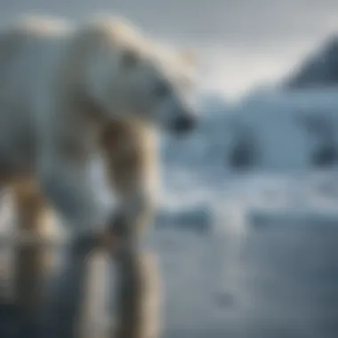 Polar bear hunting for seals in icy waters