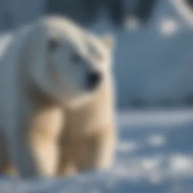 Polar bear hunting for seals on sea ice