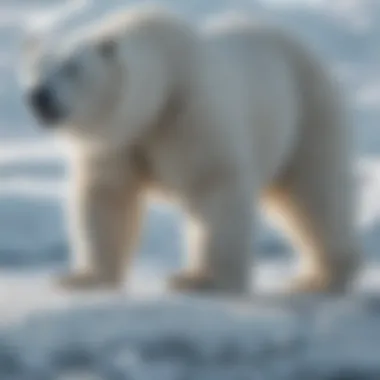 Fully grown polar bear navigating icy terrain