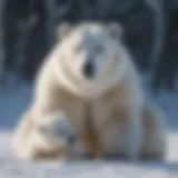 Polar bear mother and cub playing in the snow