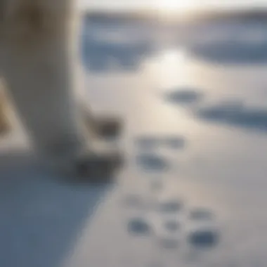 Traces of Polar Bear Activity in Snowy Habitat Polar Bear Paw Prints on Icy Terrain