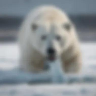 Polar bear pouncing on a seal as it surfaces from a breathing hole