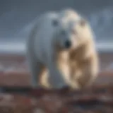 Majestic polar bear roaming the Arctic tundra