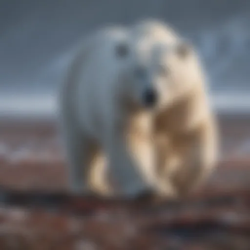 Majestic polar bear roaming the Arctic tundra