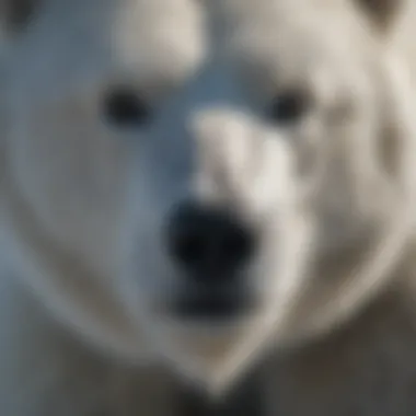 Polar Bear with Silver-Blue Fur Tinged by Sunlight