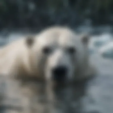 Polar Bear Swimming in Icy Waters of Canada