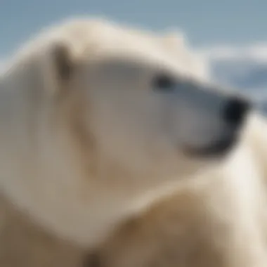 Polar Bear with Unique Cream-Colored Fur