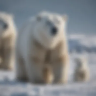 Polar bear with cubs in snowy landscape